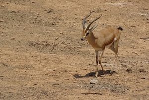 Gazelle in der Wüste von Qatar