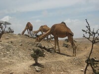 Kamele sind überall