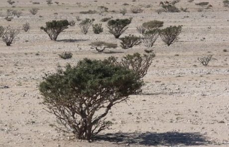 Weihrauckbäume in der Wüste