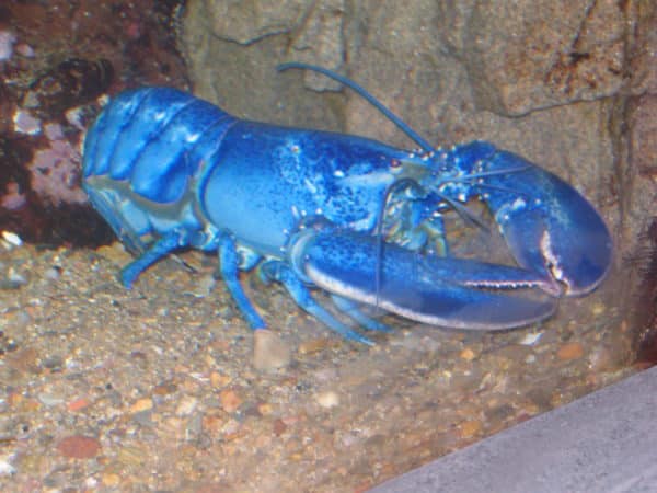 Blauer Lobster