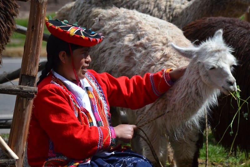 Lama Peru