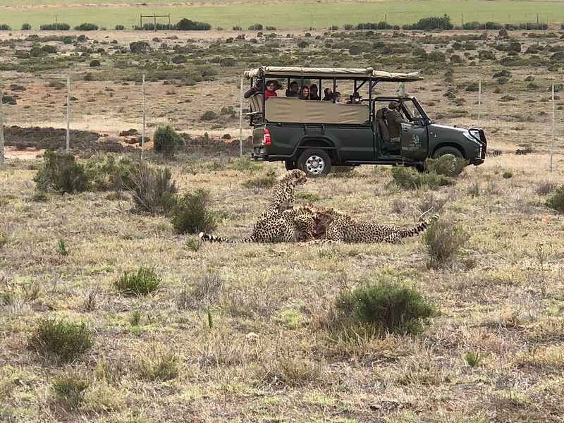 Garden Route Safari
