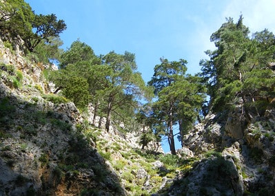Agia Irini 1