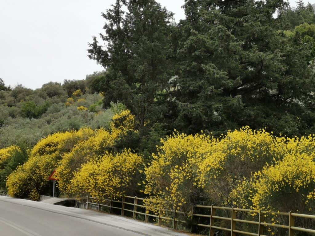Ginster Rhodos